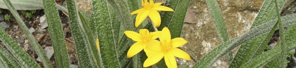 Hypoxis