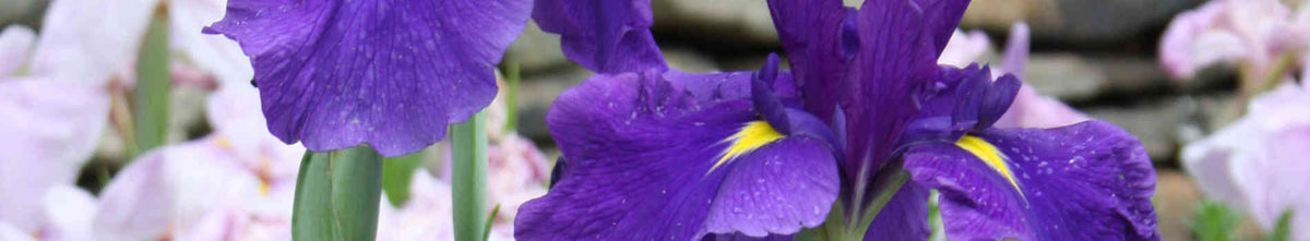 Iris