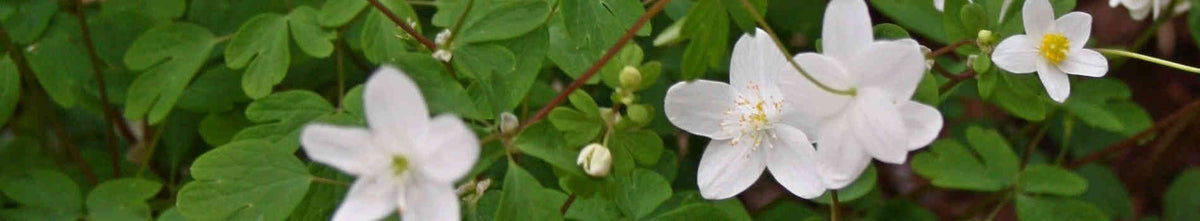 Isopyrum