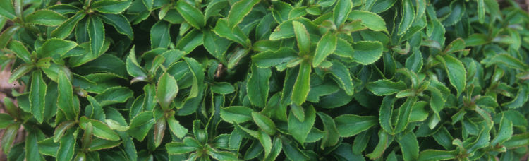 Itea