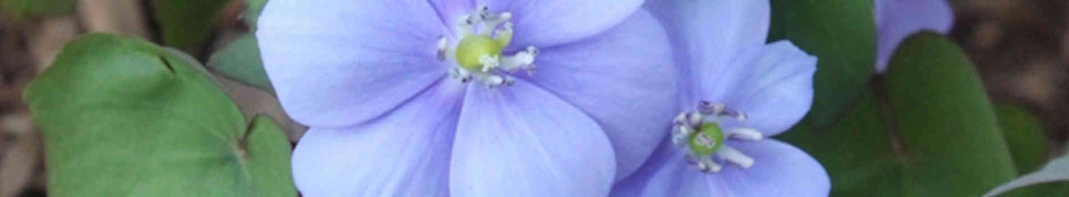 Jeffersonia