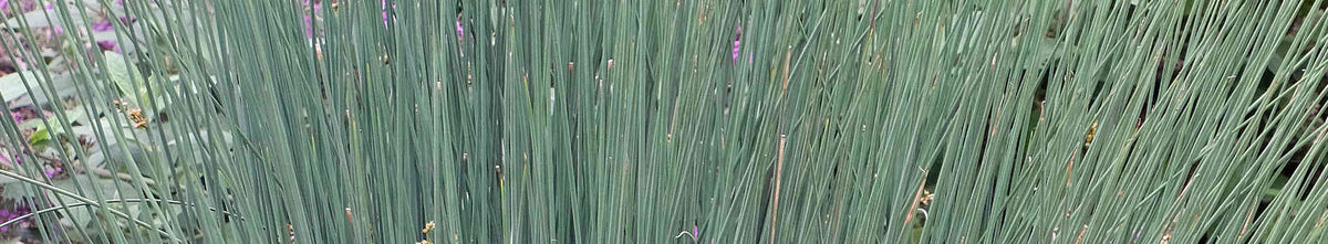 Juncus