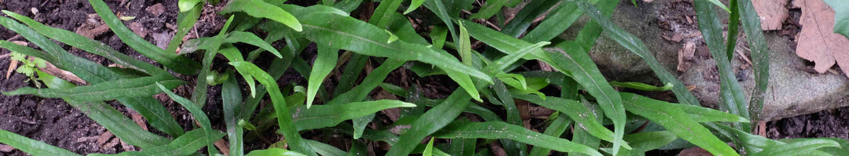 Lepisorus