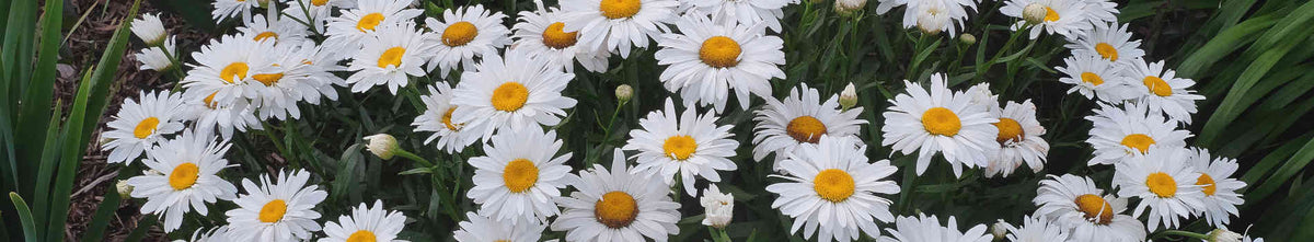 Leucanthemum