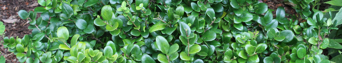 Ligustrum