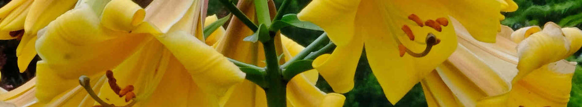 Lilium