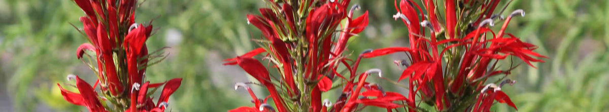 Lobelia
