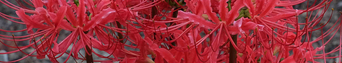 Lycoris