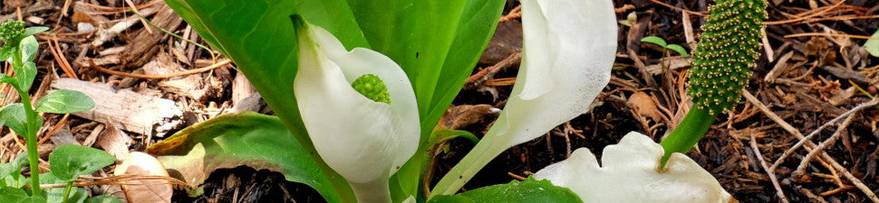 Lysichiton