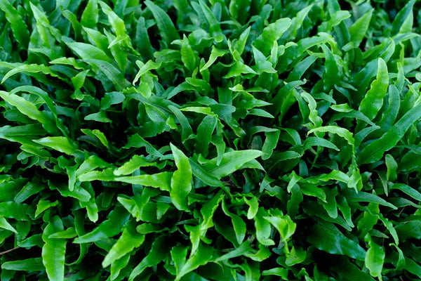 Microsorum