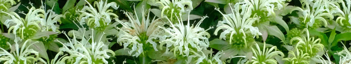 Monarda