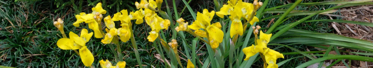 Moraea