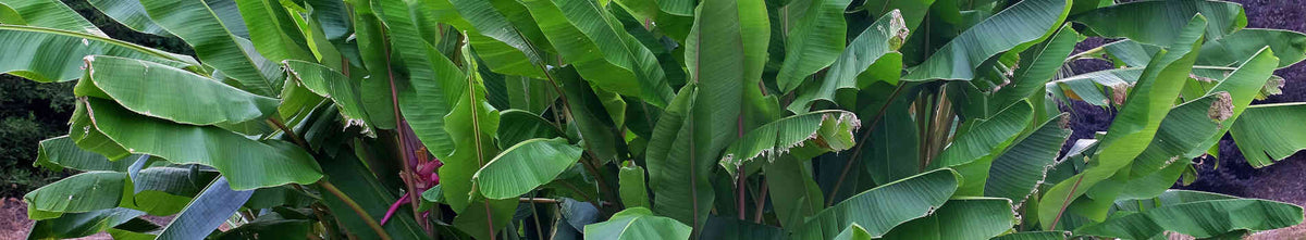 Banana Plants