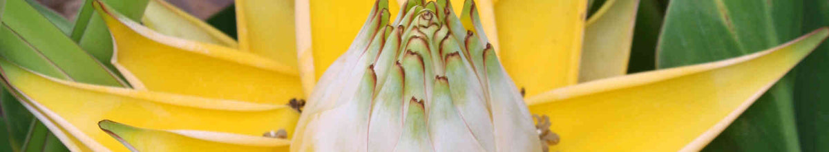Musella