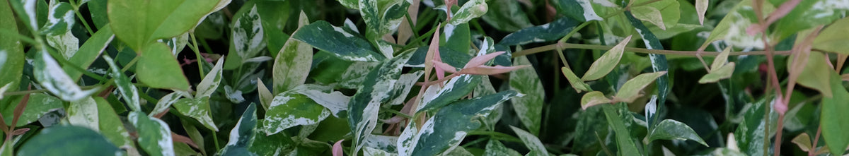 Nandina