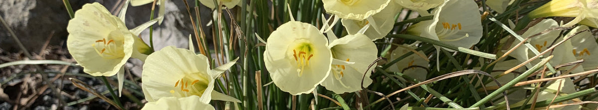 Narcissus