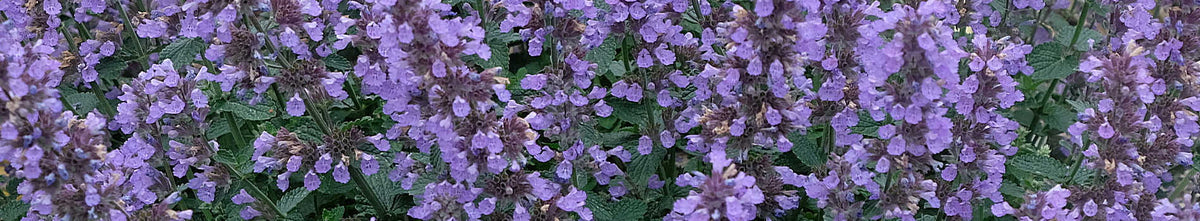 Plants for Zone 3