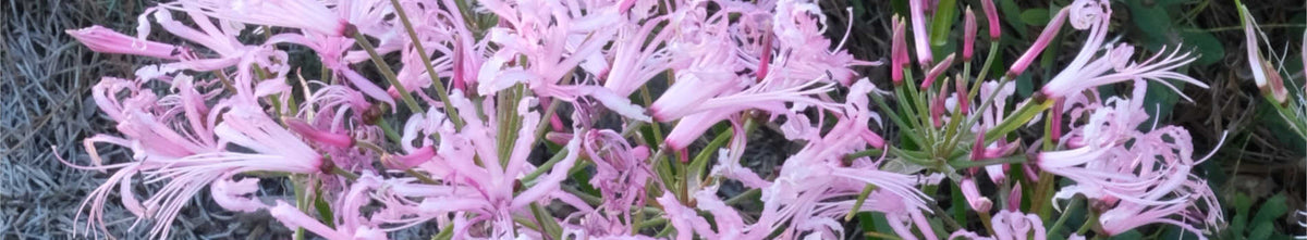 Nerine