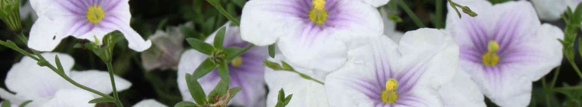 Nierembergia