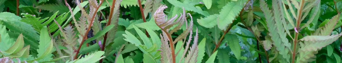 Onoclea
