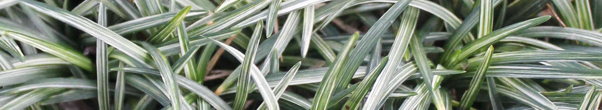 Ophiopogon