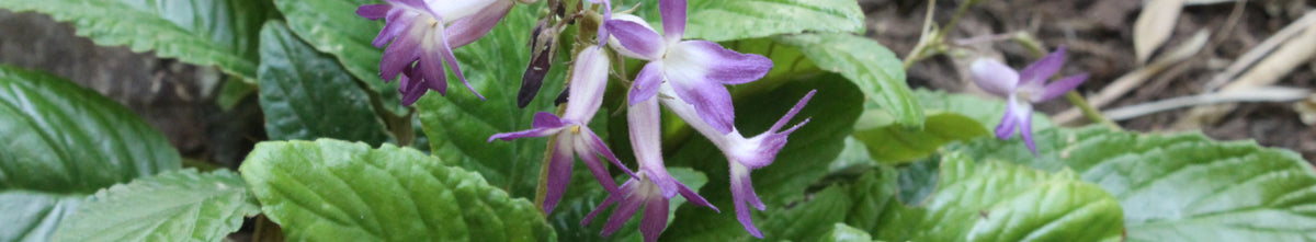 Oreocharis