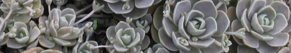 Orostachys