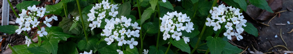 Pachyphragma