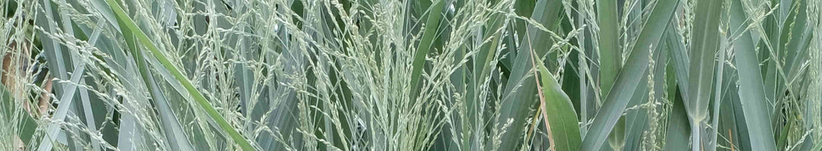Panicum