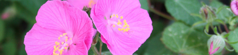 Pavonia