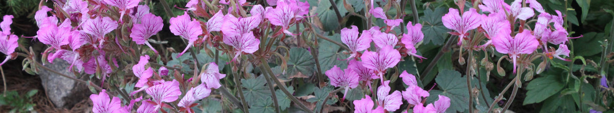 Pelargonium