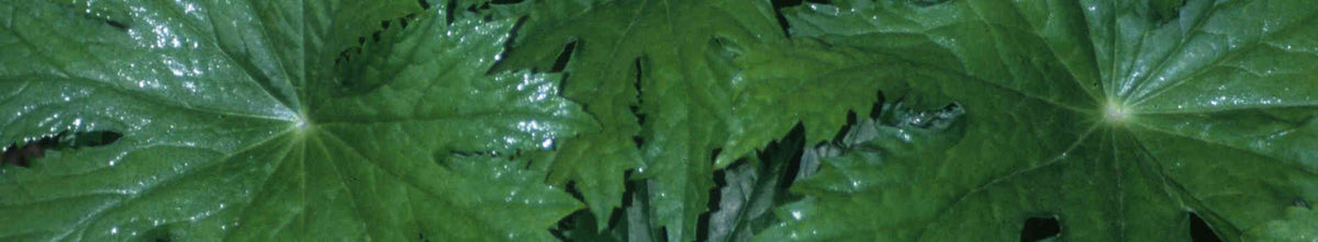 Peltoboykinia