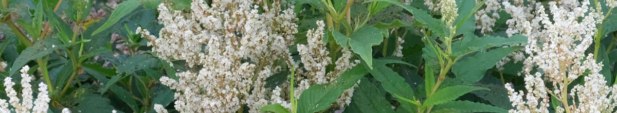 Persicaria