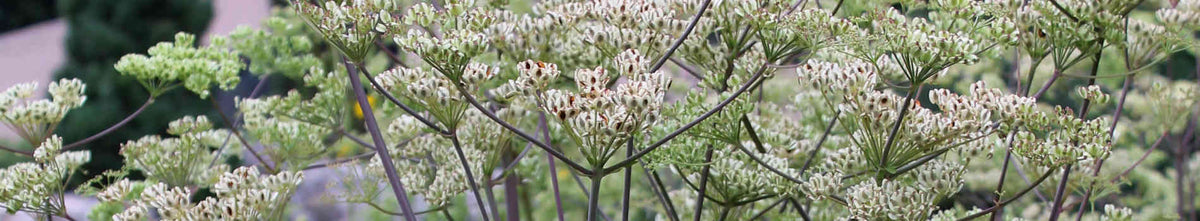 Peucedanum