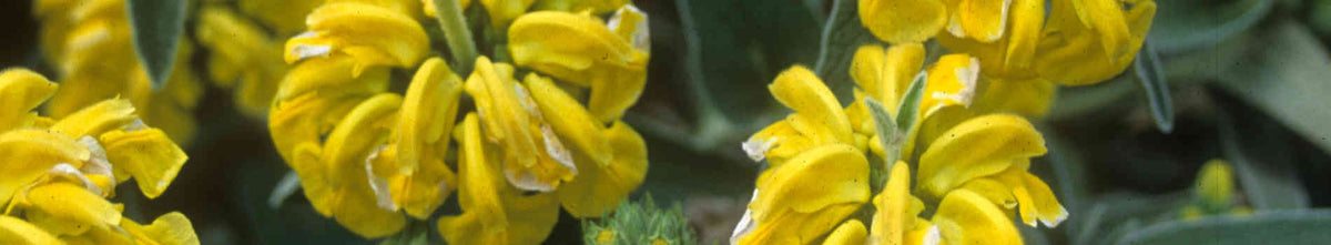 Phlomis