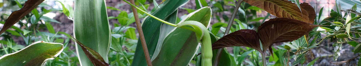 Pinellia