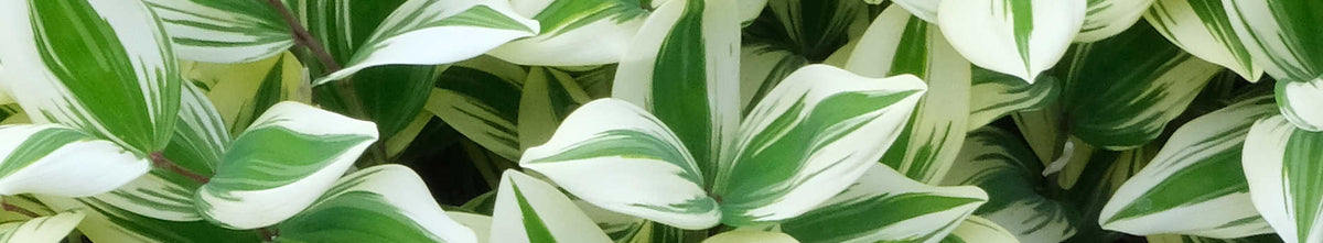 Plants for Zone 9
