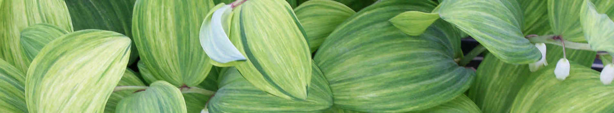 Variegated Foliage Plants