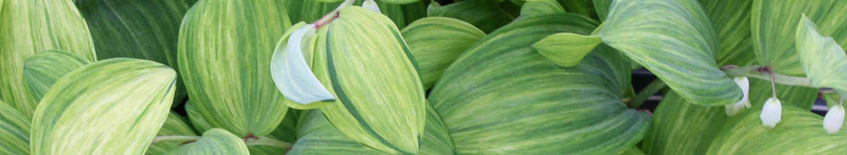 Polygonatum