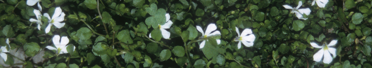 Pratia