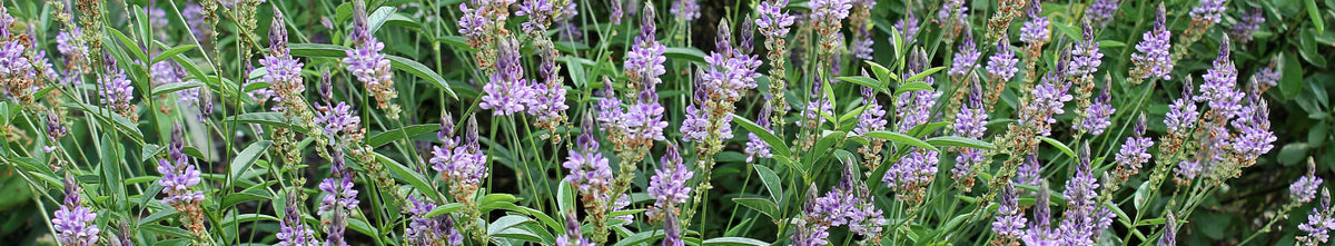 Psoralea