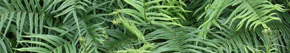 Pteris