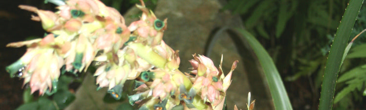 Puya