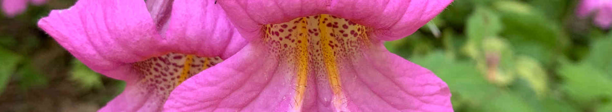 Rehmannia