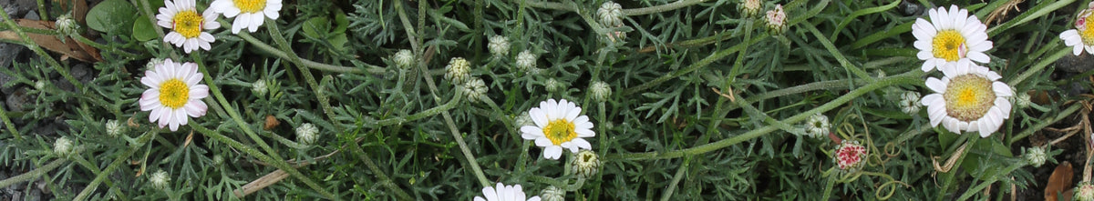Rhodanthemum
