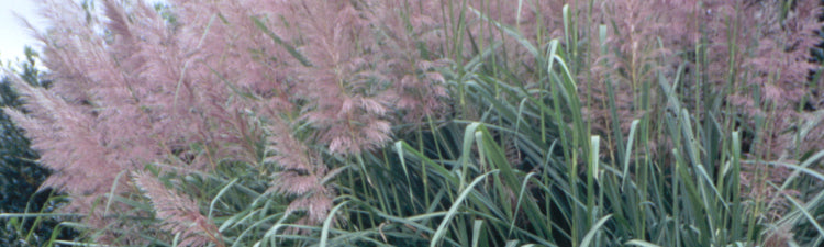 Saccharum