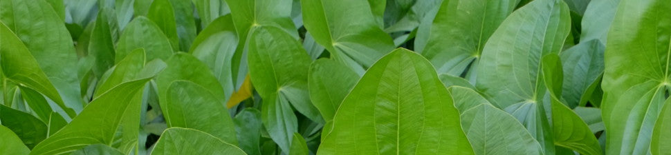 Sagittaria