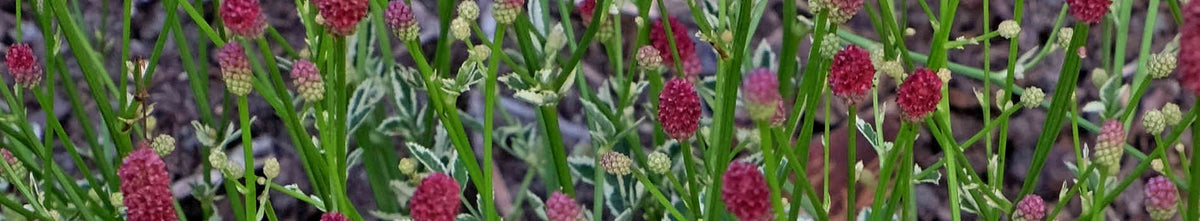 Sanguisorba