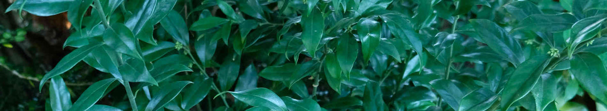 Sarcococca