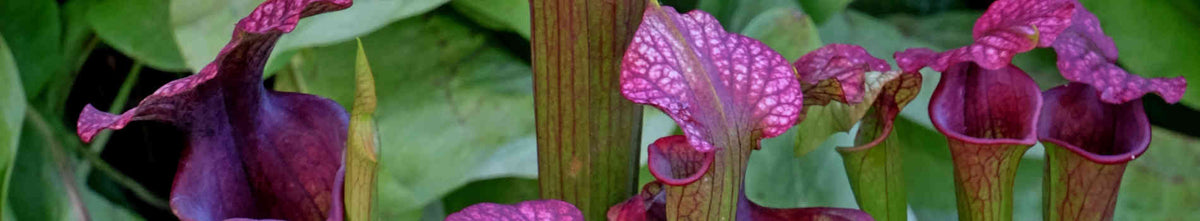 Sarracenia